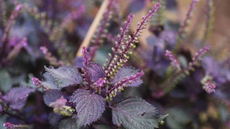 Nguồn gốc của dầu hạt tía tô Nguồn gốc của dầu hạt tía tô