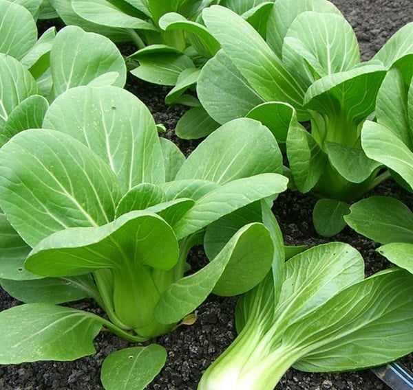 Cách phân biệt thực phẩm sạch và thực phẩm bẩn bằng mắt thường Cách phân biệt thực phẩm sạch và thực phẩm bẩn bằng mắt thường