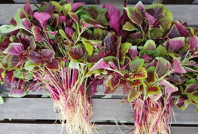 canxi có trong thực phẩm nào, thực phẩm nhiều canxi, thực phẩm giàu canxi canxi có trong thực phẩm nào, thực phẩm nhiều canxi, thực phẩm giàu canxi