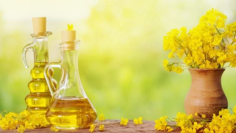 Sử dụng quá nhiều dầu hạt cải có thể khiến tăng cân, béo phì Sử dụng quá nhiều dầu hạt cải có thể khiến tăng cân, béo phì