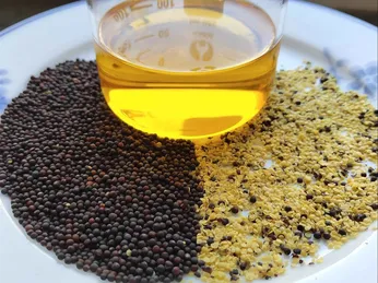 Dầu hạt cải có tốt không? Góc nhìn khoa học hiện đại và vai trò của máy ép dầu trong việc sử dụng an toàn cho sức khỏe