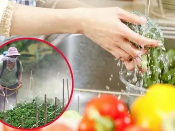 Thực trạng dư lượng thuốc trừ sâu trong rau củ hiện nay