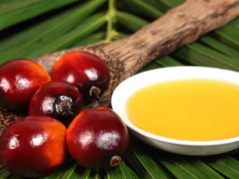 Cách ép dầu cọ tại nhà bằng máy ép dầu: Hiểu đúng nguyên liệu, làm chủ quy trình và sử dụng an toàn