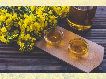Dầu hạt cải có thực sự tốt? Lợi ích và những điều cần biết khi sử dụng