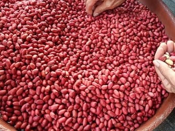 Cách sàng lọc tạp chất trong nguyên liệu trước khi ép dầu