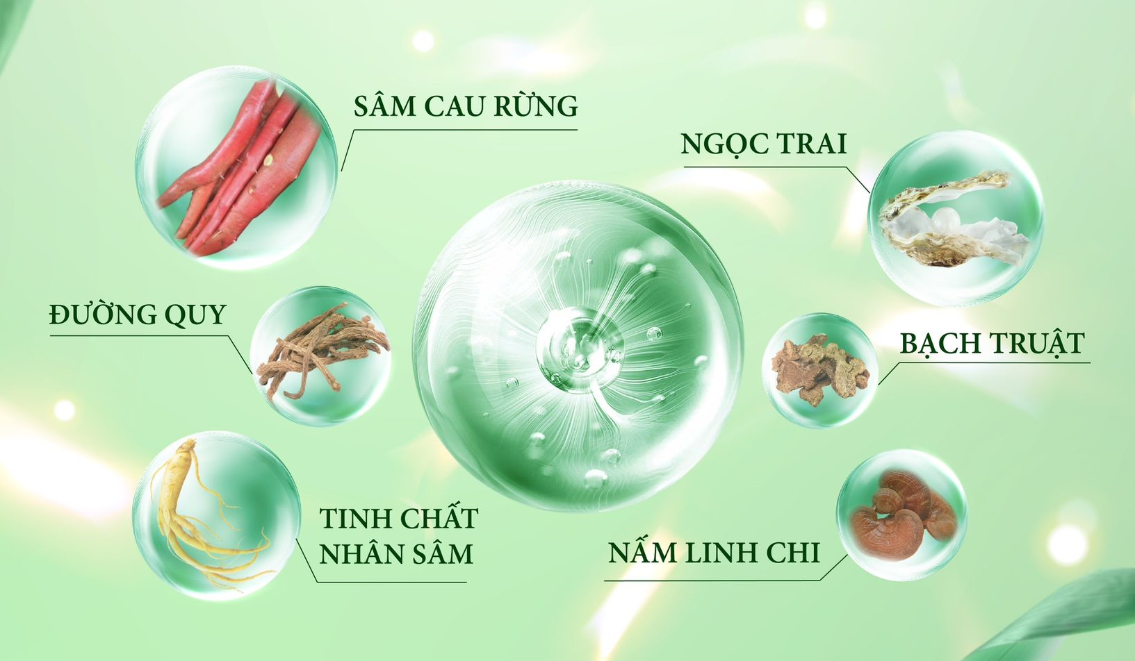 Thành phần serum tái tạo da sâm cau rừng mq skin Thành phần serum tái tạo da sâm cau rừng mq skin