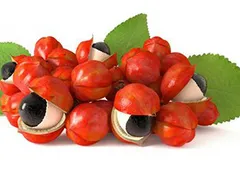 Guarana - thần dược của người Brazil hay hạt siêu năng lượng ?