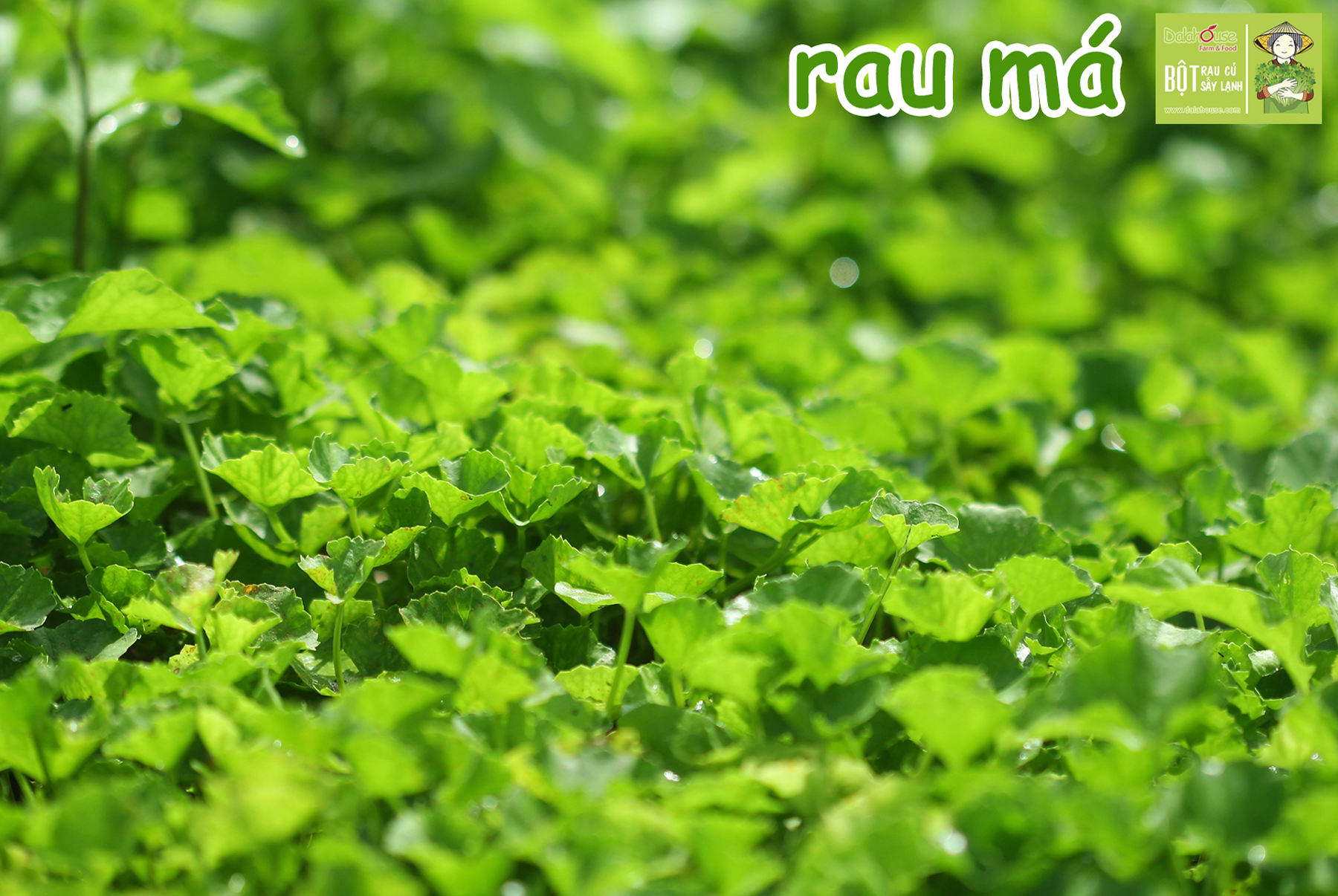 rau ma dalahouse
