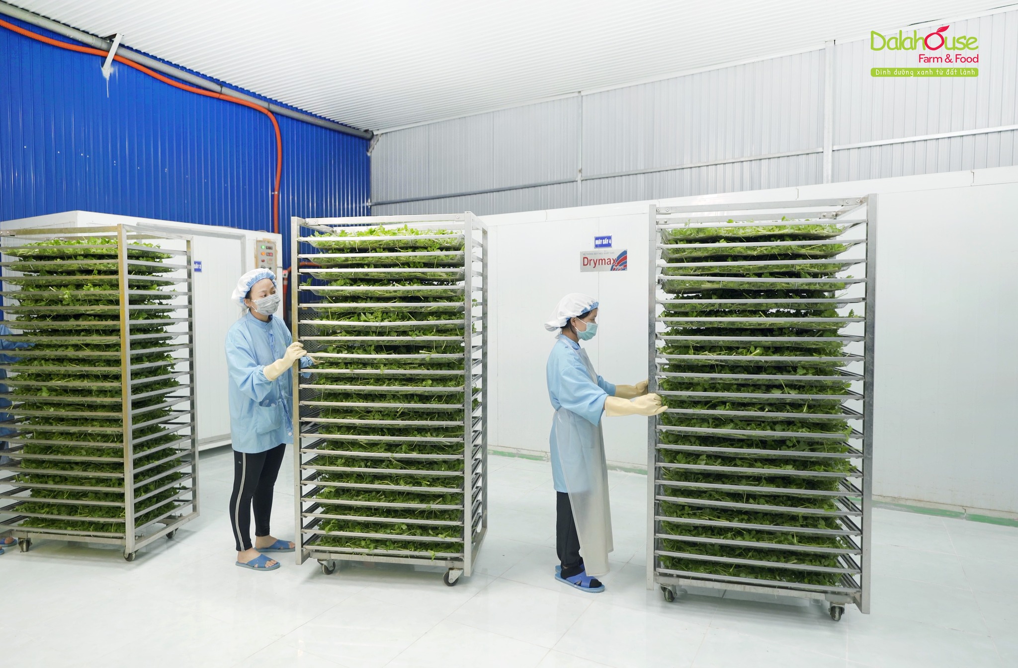 Rau Xanh Tiện Lợi Và An Toàn Cho Cả Gia Đình Cùng Bột Rau Củ Tổng Hợp Dalahouse