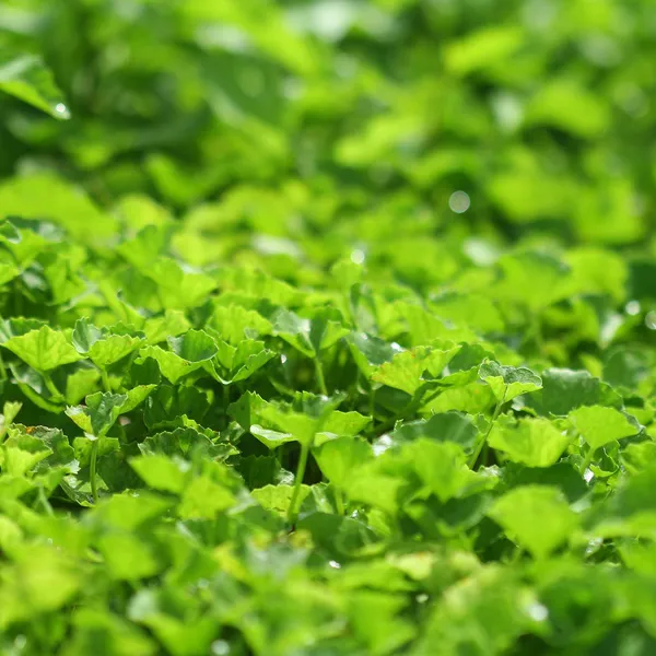 Prebiotics Are High In Green Vegetable Powder And Necessary To The Intestine