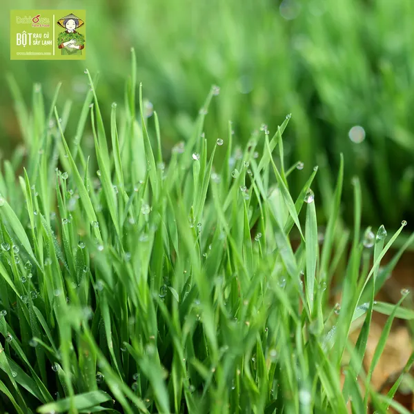 Wheatgrass Powder's Healing Power