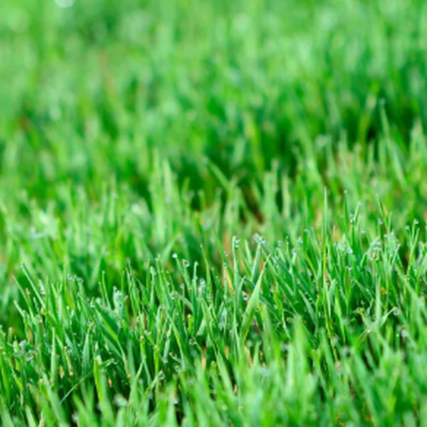 5 Reasons to Include Wheat Grass in Your Healthy Diet