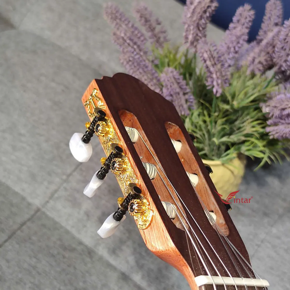 C6K GUITAR CLASSIC GỖ SỒI PHÁP LƯNG 3 MẢNH
