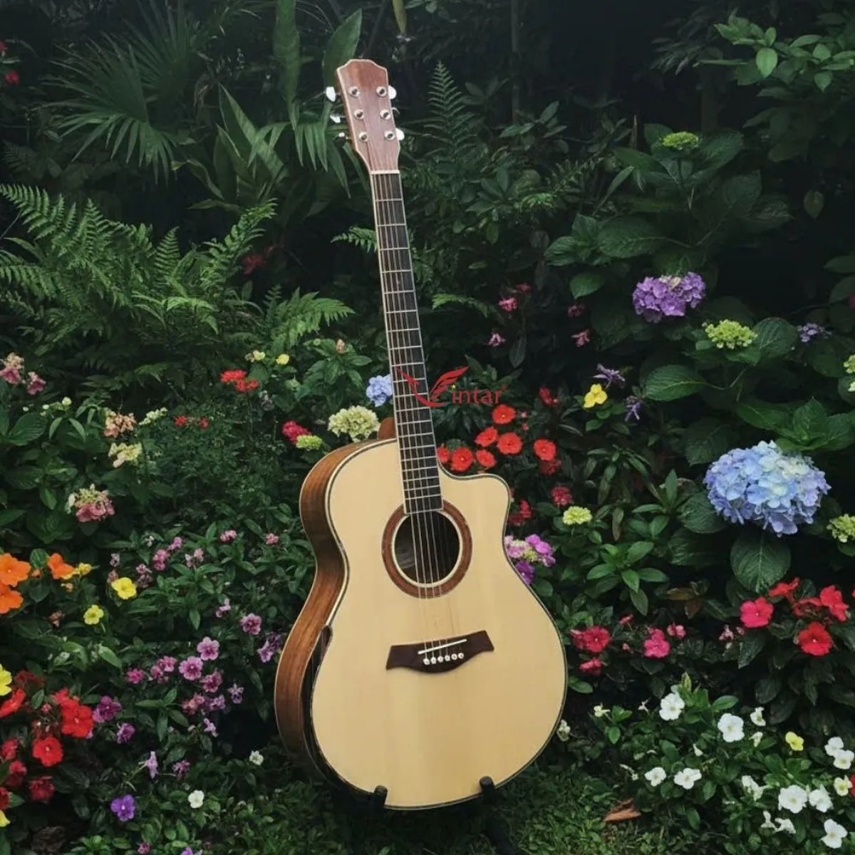 A4VKOA _GUITAR ACOUSTIC GỖ KOA CÓ BAVEL CAO CẤP