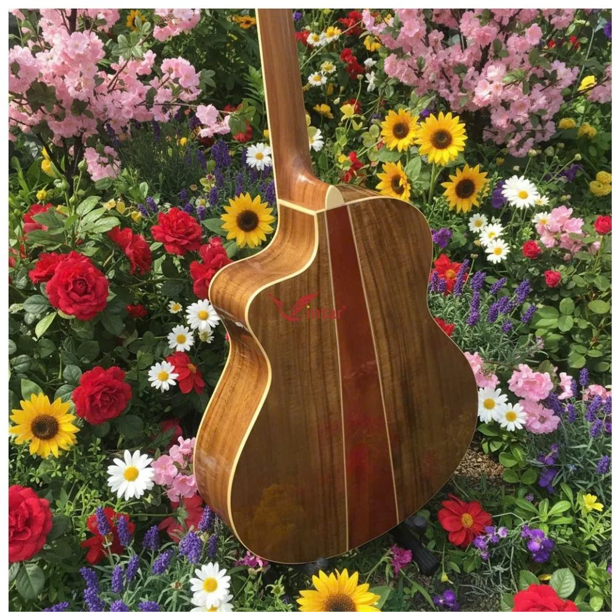 A4VKOA _GUITAR ACOUSTIC GỖ KOA CÓ BAVEL CAO CẤP