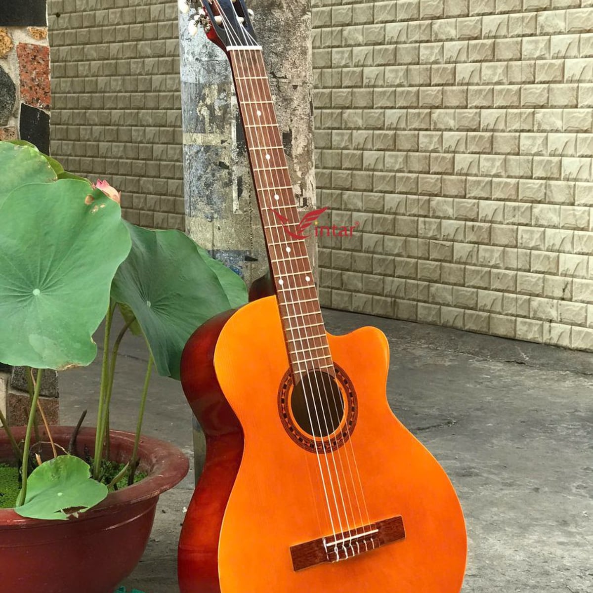 C1L2 GUITAR CLASSIC GIÁ RẺ NHẤT MẶT MÀU VÀNG