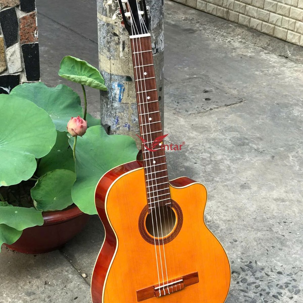 C1KV ĐÀN GUITAR CLASSIC GIÁ RẺ MẶT VÀNG