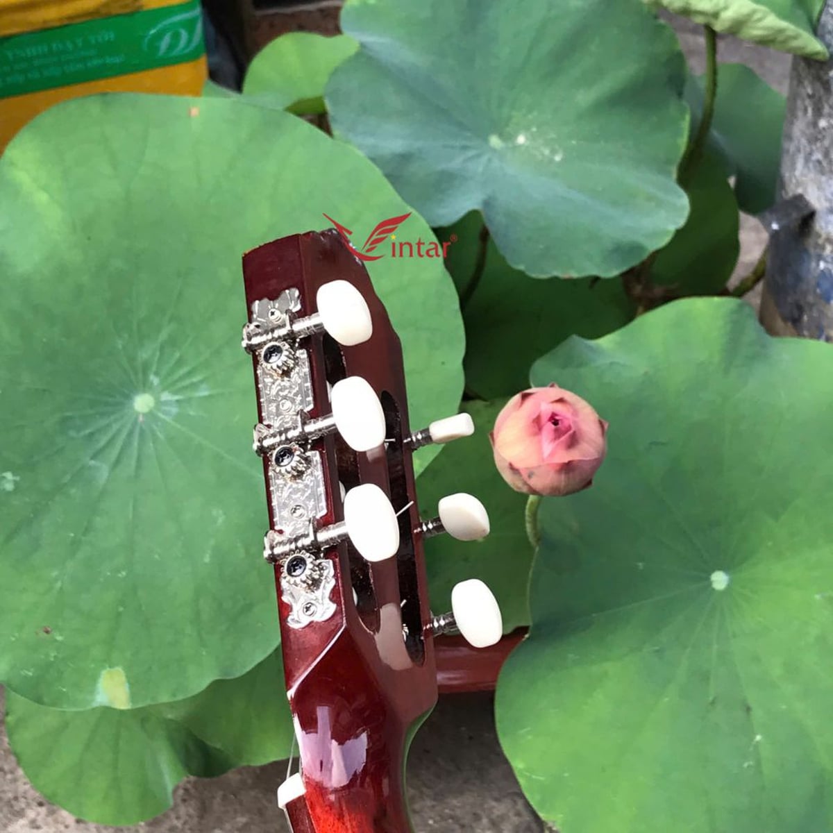 C1KV ĐÀN GUITAR CLASSIC GIÁ RẺ MẶT VÀNG