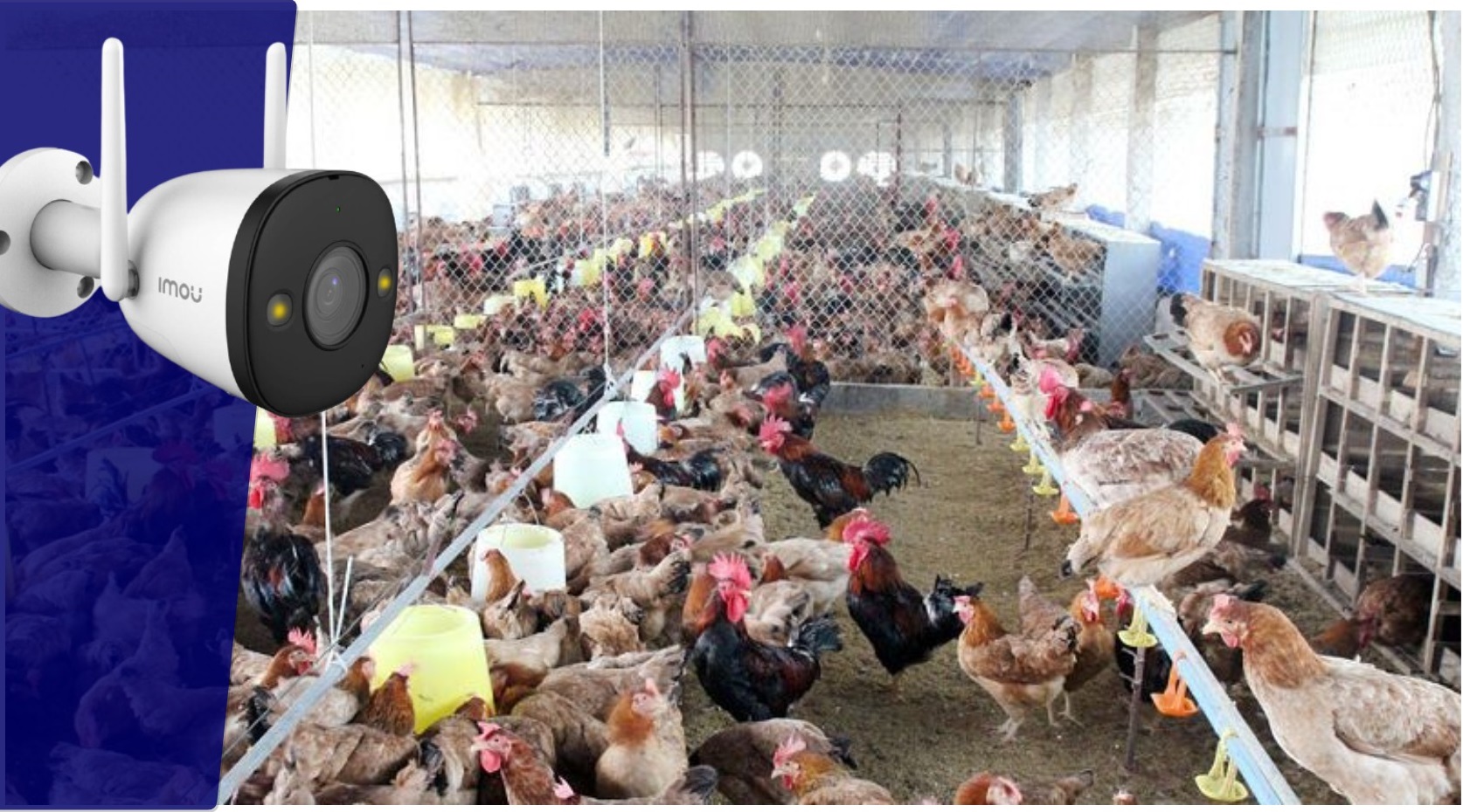 camera không cần wifi cho chuồng trại