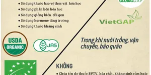 Thực phẩm hữu cơ và thực phẩm sạch