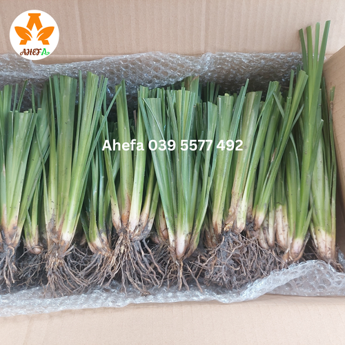 Cụm cỏ Vetiver giống khỏe - Cải tạo đất bạc màu