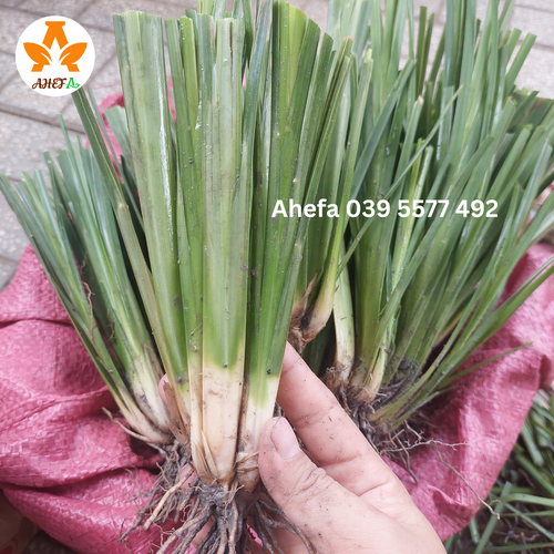 Cụm cỏ Vetiver giống khỏe - Cải tạo đất bạc màu