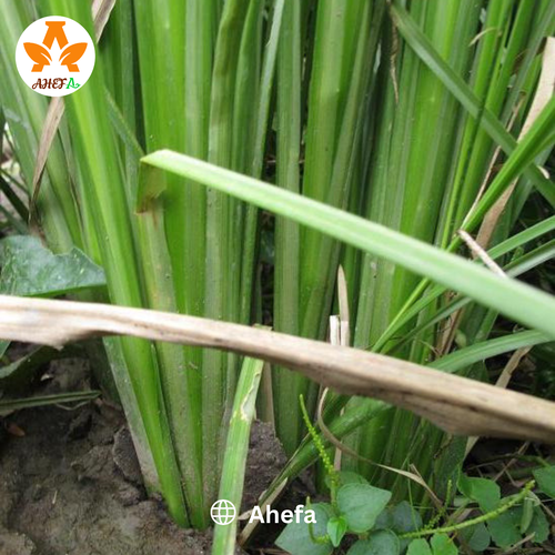 Cụm cỏ Vetiver giống khỏe - Cải tạo đất bạc màu