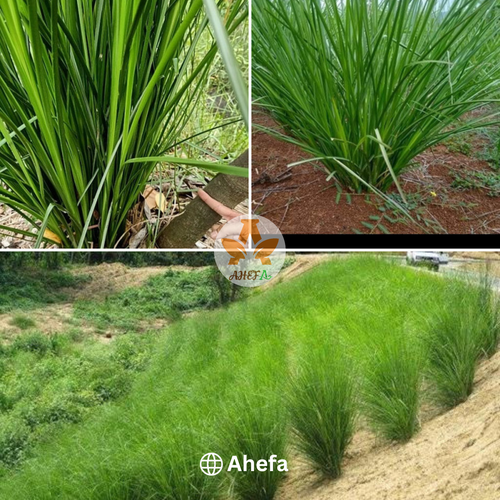 Cụm cỏ Vetiver giống khỏe - Cải tạo đất bạc màu