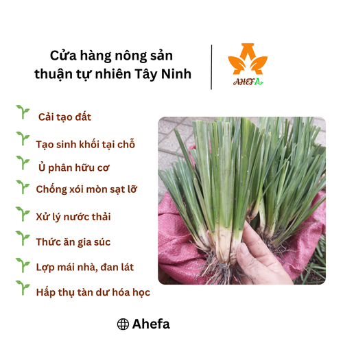 Cụm cỏ Vetiver giống khỏe - Cải tạo đất bạc màu