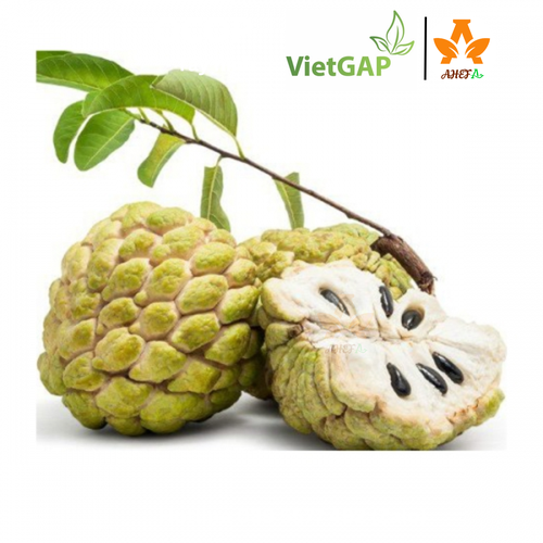 Mãng cầu (Na dai) Bà đen Tây Ninh