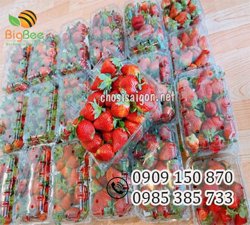 Hộp nhựa đựng dâu tây 500g sỉ rẻ ưu đãi nhất