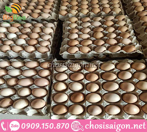 Khay giấy đựng trứng gà vịt loại 30 quả giá rẻ