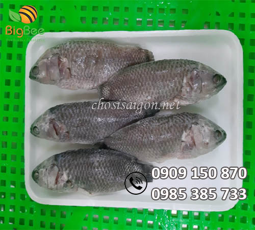 Khay xốp sỉ rẻ đựng cá siêu thị tại TP.HCM