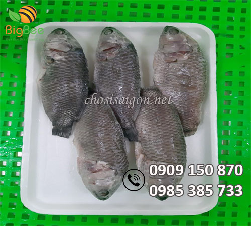Khay xốp đựng cá, tôm, mực