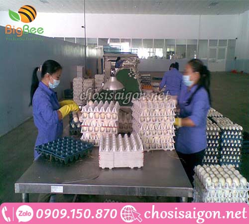 Sản xuất khay giấy đựng trứng gà vịt giá rẻ