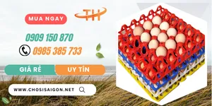 Giá rẻ vỉ nhựa cứng 30 lỗ đựng trứng gà vịt tại Bình Chánh, HCM