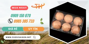 Sẵn kho vỉ nhựa kiếng đựng trứng 6 quả giá rẻ nhất