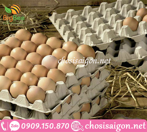 Vỉ giấy đựng trứng gia cầm 30 quả giá siêu rẻ TP.HCM