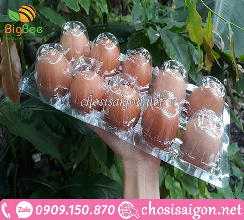 Vỉ nhựa đựng trứng 10 quả loại ghim bấm giá rẻ