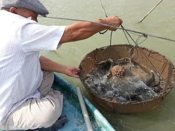 Nuôi chạch lấu với cá heo sông đuôi đỏ