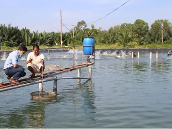 Long An; Giá thức ăn chăn nuôi tăng không biết đâu mà lần, nông dân nuôi tôm đành phải làm điều này