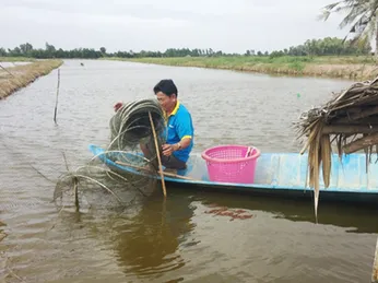 Hơn 1.800 ha tôm nuôi ở Kiên Giang bị thiệt hại do thời tiết thất thường