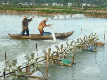 Tôm nuôi vụ 2 chết hàng loạt do sốc môi trường