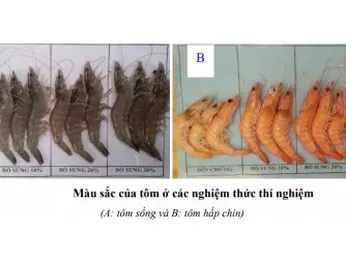 Bổ sung bí đỏ làm thức ăn cho tôm thẻ chân trắng: chất lượng tôm cải thiện và chi phí rẻ hơn