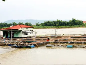 Ngành nuôi trồng thủy sản ở Quảng Ninh, Hải Phòng thiệt hại nặng nề do bão số 3