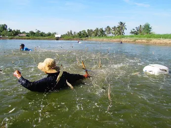 Ngành tôm ĐBSCL dần phục hồi