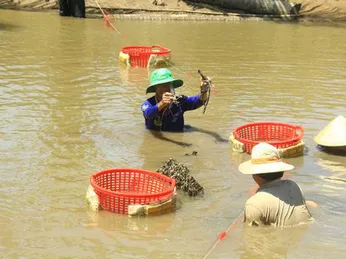 Qua Hòa Minh gạn tôm, bắt cua, say mồi cá ngát