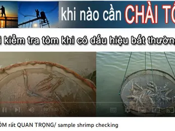 CHÀI TÔM rất QUAN TRỌNG/ sample shrimp checking