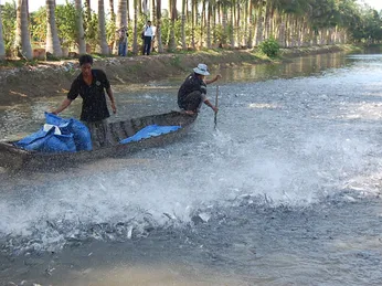 Muốn xuất khẩu, cơ sở nuôi thủy sản phải được cấp mã số