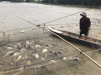 Hàng ngàn tấn cá tra nằm ao, nông dân lỗ nặng